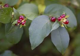 Attēlu rezultāti vaicājumam “Lonicera ferdinandii”