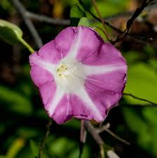 Attēlu rezultāti vaicājumam “Calystegia sepium flower”