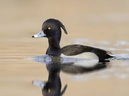 Attēlu rezultāti vaicājumam “Aythya fuligula male”