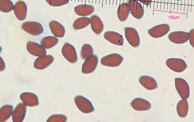 Attēlu rezultāti vaicājumam “Badhamia lilacina young”