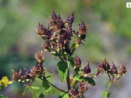 Attēlu rezultāti vaicājumam “Hypericum maculatum flower”
