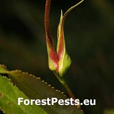 Attēlu rezultāti vaicājumam “Aphis farinosa”