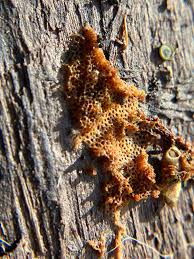 Attēlu rezultāti vaicājumam “Comatricha ellae spores”