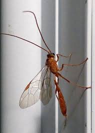 Attēlu rezultāti vaicājumam “Ichneumonidae”