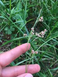 Attēlu rezultāti vaicājumam “Luzula luzuloides”