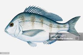 Image result for Calamus bajonado