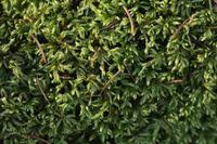 Attēlu rezultāti vaicājumam “Isothecium alopecuroides”