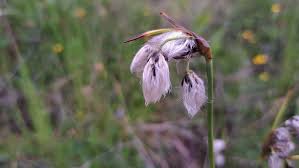 Attēlu rezultāti vaicājumam “Eriophorum latifolium flower”