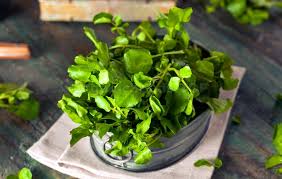 Attēlu rezultāti vaicājumam “Tragopogon pratensis subsp. pratensis fruit”