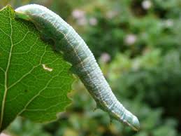 Attēlu rezultāti vaicājumam “Pterostoma palpina larva”