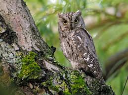 Image result for Otus scops