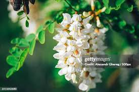 Attēlu rezultāti vaicājumam “Cuscuta europaea flower”