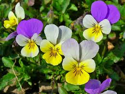 Attēlu rezultāti vaicājumam “Viola tricolor flower”