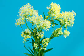 Attēlu rezultāti vaicājumam “Thalictrum flavum flower”