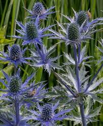 Attēlu rezultāti vaicājumam “Eryngium planum fruit”