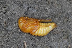 Attēlu rezultāti vaicājumam “Amphimallon solstitiale imago”