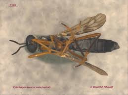 Attēlu rezultāti vaicājumam “Xylophagidae”