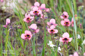 Image result for Alonsoa liniflora