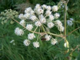 Attēlu rezultāti vaicājumam “Angelica palustris flower”