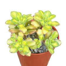 Image result for Aichryson