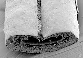 Attēlu rezultāti vaicājumam “Empetrum nigrum leaf”