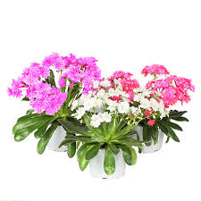 Image result for Bitterwurz