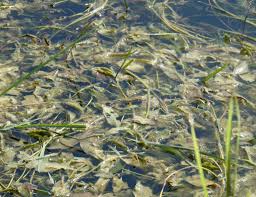 Attēlu rezultāti vaicājumam “Potamogeton lucens leaf”