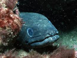 Image result for Conger conger