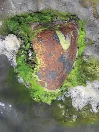 Attēlu rezultāti vaicājumam “Verrucaria hydrela”