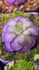 Attēlu rezultāti vaicājumam “Pinguicula alpina”