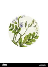 Attēlu rezultāti vaicājumam “Vicia sylvatica leaf”