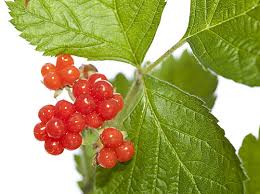 Attēlu rezultāti vaicājumam “Rubus saxatilis leaf”