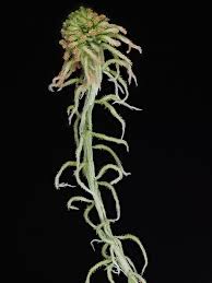 Attēlu rezultāti vaicājumam “Sphagnum fallax”