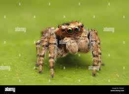 Attēlu rezultāti vaicājumam “Evarcha falcata male”