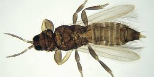 Attēlu rezultāti vaicājumam “Thysanoptera”