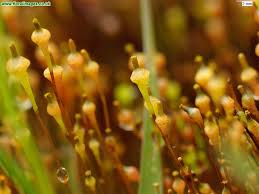 Attēlu rezultāti vaicājumam “Splachnum ampullaceum sporophyte”