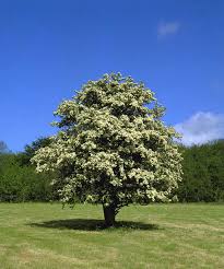 Attēlu rezultāti vaicājumam “Crataegus monogyna”
