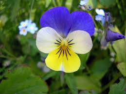 Attēlu rezultāti vaicājumam “Viola tricolor flower”