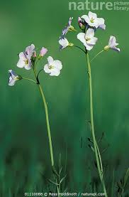 Attēlu rezultāti vaicājumam “Cardamine pratensis flower”