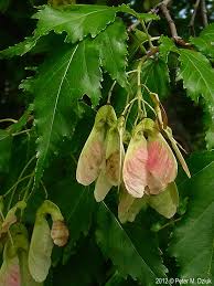 Attēlu rezultāti vaicājumam “Acer tataricum subsp. ginnala fruit”