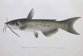 Image result for Ictalurus punctatus