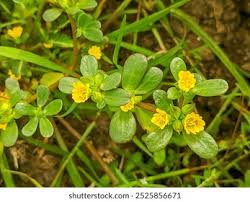 Attēlu rezultāti vaicājumam “Portulaca oleracea leaf”