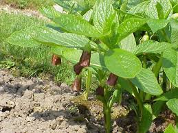 Attēlu rezultāti vaicājumam “Scopolia carniolica”