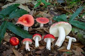 Attēlu rezultāti vaicājumam “Russula vesca”