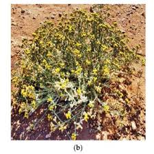 Attēlu rezultāti vaicājumam “Bayeriola thymicola”