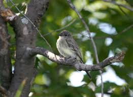 Image result for Sayornis phoebe