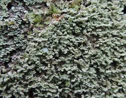 Attēlu rezultāti vaicājumam “Cladonia parasitica”