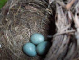 Attēlu rezultāti vaicājumam “Turdus merula eggs”