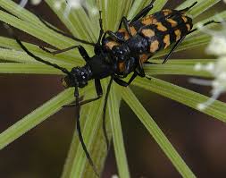 Attēlu rezultāti vaicājumam “Leptura annularis”