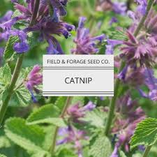 Image result for Nepeta cataria